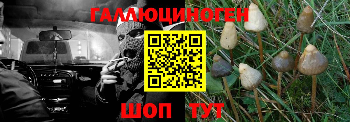 Сердобск  Псилоцибиновые грибы Psilocybe  Вход с VPN 